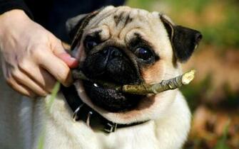 Pug Puppies Wallpaper HD Wide Hivewallpaper