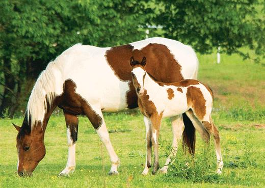 January Best Beauty Animal