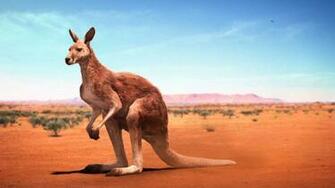 Kangaroo Animal Facts HD Wallpaper
