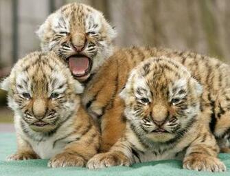 Animals Pictures Funny Wallpaper Diet