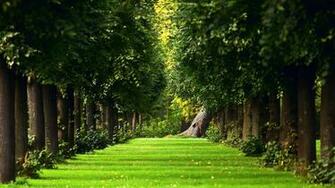 The Natural Summer Forest Green Grass Path Wallpaper