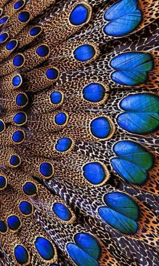 Peacock Book Ideas