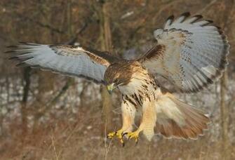 Marvelous Pictures Of Hawks Slodive