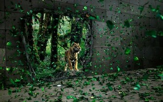 HD Wallpaper 1080p Lion Desktop