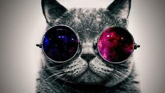 Wallpaper Cat Face Glasses Thick Full HD 1080p