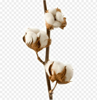 Cotton Png Image Background Toppng