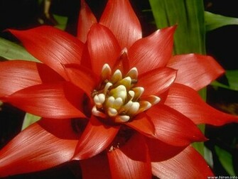 Sonja Galloway Red Flower Wallpaper
