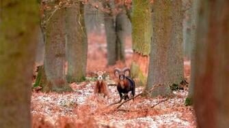 Mouflons Forest Bing Wallpaper