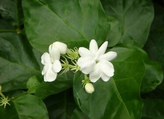 Jasmine Pictures Wallpaper Photo Flower