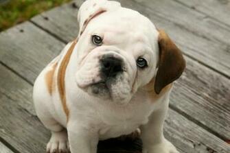 Cute Puppy Dogs English Bulldog Puppies