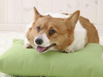 Wallpaper Beautiful Welsh Corgi Pembroke Dog On The Pillow Pictures