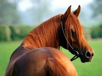 Arabian Horse Wallpaper HD In Animals Imageci