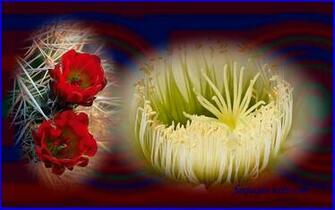 Cactus Flower Wallpaper Desktop By Mardi Funz