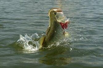 Largemouth Bass Jumping Out Of Water Real Big