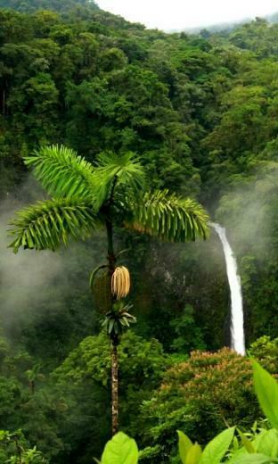 Jungle Wallpaper For Mobile Desktop