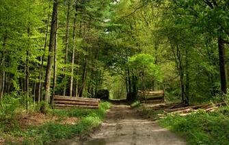 Logging Road Wallpaper Collection