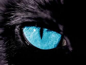 Panther Eyes