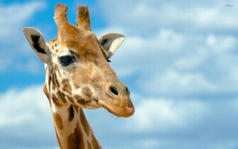 Giraffe Wallpaper Animal