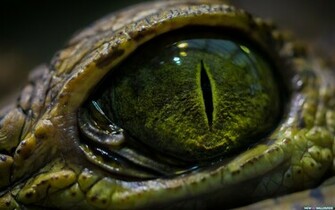 Snake Eyes Wallpaper HD Eye Animal