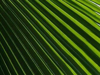 Get Wallpaper Leaf Photograph By James L Stanfield A
