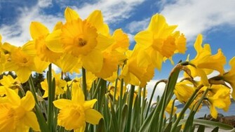 Daffodils Wallpaper