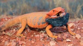 Bearded Dragon HD Lizard Wallpaper