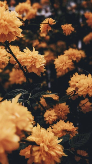 Orange And Yellow Flowers Background Wallpaper