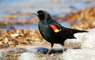 Beautiful Wallpaper For Desktop Red Winged Blackbird HD