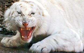 Angry White Tiger Wallpaper Stock Photos