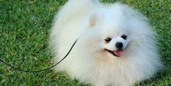 Home Pomeranian HD Wallpaper Dogs Behaviour