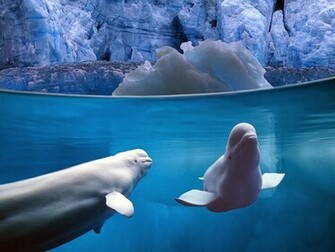 Ocean Life HD Funny Wallpaper