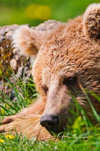 Brown Bear iPhone Wallpaper