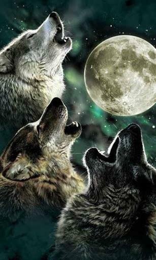 Fire Wolf Live Wallpaper Screenshots