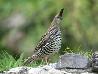 Quails