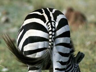Zebra Wallpaper Computer And Make This