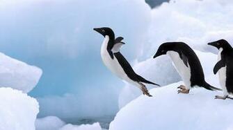 Adelie Penguin Wallpaper Pictures Photos Pics Image Desktop