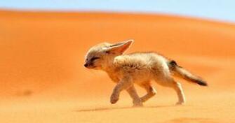 Fennec Fox Wallpaper Supreme