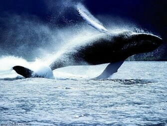 Whales Image Whale HD Wallpaper And Background Photos