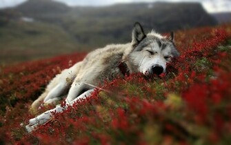 Wolf Wallpaper Wolves