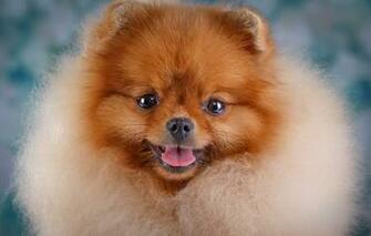 Wallpaper Portrait Cute Spitz Image For Desktop Section
