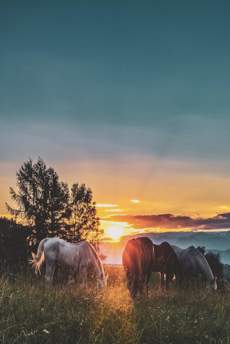 Horse Sunset Pictures Image