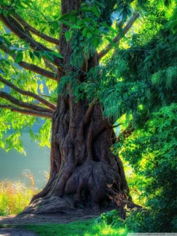 Trees Wallpaper On