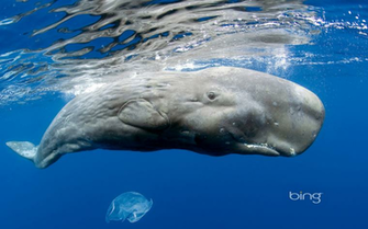 Another Dynamic Bing Windows Theme Wallpaper Available