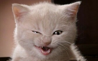 Cute Kitten Kittens Wallpaper