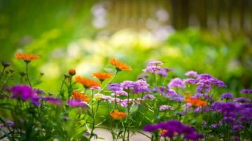 Beautiful Summer Flower S
