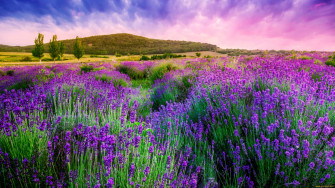 Lavender Desktop Wallpaper