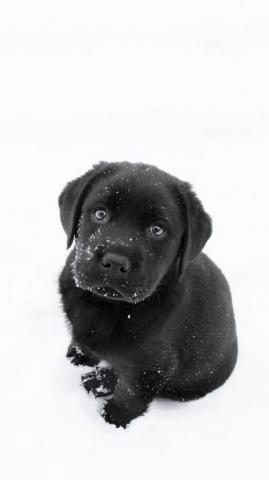 Rhonda Gilmore On Cute Pics Dog Wallpaper Puppy