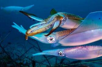 HDq Squid Wallpaper Desktop 4k HD Quality Background