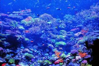 Reef Fish Coral HD Wallpaper