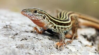 Lizard Wallpaper Animal